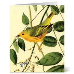 Online The Met Store Audubon Birds Notecards