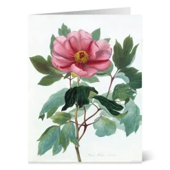 Best The Met Store Botanical Illustrations Notecards