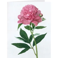 Best The Met Store Botanical Illustrations Notecards