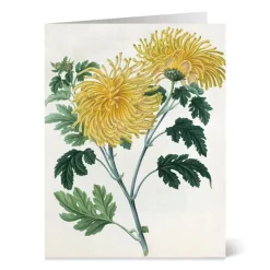 Best The Met Store Botanical Illustrations Notecards